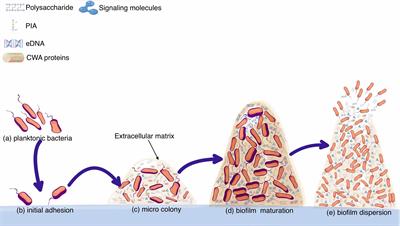 Strategies to prevent, curb and eliminate biofilm formation based on the characteristics of various periods in one biofilm life cycle